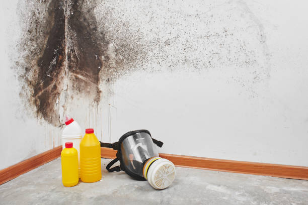 Home Mold Removal in Ashaway, RI