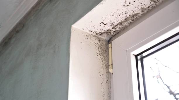 Reliable Ashaway, RI Mold Removal Solutions